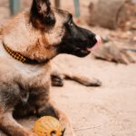 Malinois Mischling Finn, 02/2022, ca. 60 cm