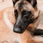 Malinois Mischling Finn, 02/2022, ca. 60 cm