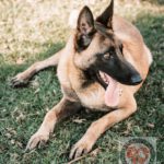 Malinois Mischling Finn, 02/2022, ca. 60 cm