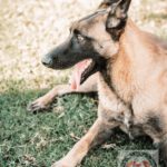 Malinois Mischling Finn, 02/2022, ca. 60 cm