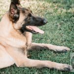 Malinois Mischling Finn, 02/2022, ca. 60 cm