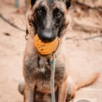 Malinois Mischling Finn, 02/2022, ca. 60 cm