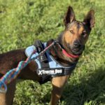 Malinois Mischling Firulais, 12/2023, ca. 63 cm