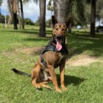 Malinois Mischling Firulais, 12/2023, ca. 63 cm