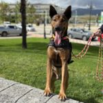 Malinois Mischling Firulais, 12/2023, ca. 63 cm