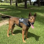 Malinois Mischling Firulais, 12/2023, ca. 63 cm