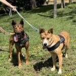 Malinois Mischling Firulais, 12/2023, ca. 63 cm