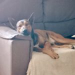 Malinois Mischling Firulais, 12/2023, ca. 63 cm