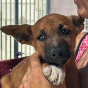 Podenco Malinois Mischling Flynn, 02/2025, Endgröße ca. 50- 55 cm