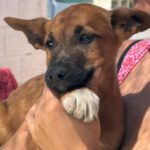 Podenco Malinois Mischling Flynn, 02/2025, Endgröße ca. 50- 55 cm