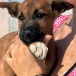 Podenco Malinois Mischling Flynn, 02/2025, Endgröße ca. 50- 55 cm