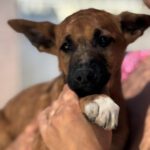 Podenco Malinois Mischling Flynn, 02/2025, Endgröße ca. 50- 55 cm