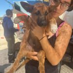 Podenco Malinois Mischling Flynn, 02/2025, Endgröße ca. 50- 55 cm