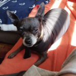 Chihuahua Gabriella,03/2018, ca. 20 cm, 29303 Lohheide