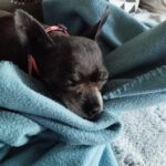 Chihuahua Gabriella,03/2018, ca. 20 cm,  29303 Lohheide