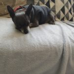 Chihuahua Gabriella,03/2018, ca. 20 cm,  29303 Lohheide