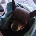 Chihuahua Gabriella,03/2018, ca. 20 cm,  29303 Lohheide