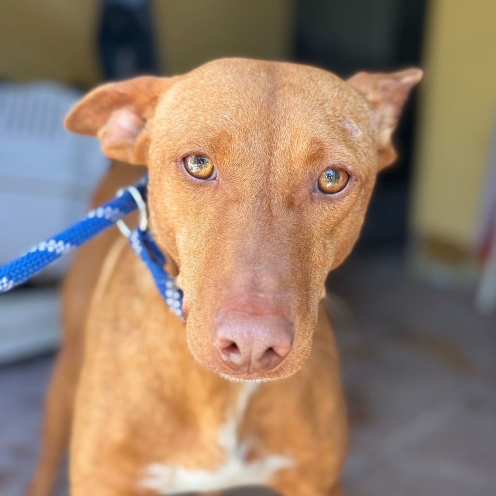 Podenco Gallito, 01/2023, ca. 45 cm