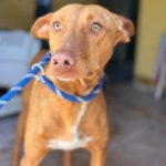 Podenco Gallito, 01/2023, ca. 45 cm