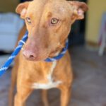 Podenco Gallito, 01/2023, ca. 45 cm