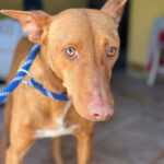 Podenco Gallito, 01/2023, ca. 45 cm