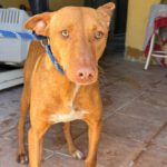 Podenco Gallito, 01/2023, ca. 45 cm