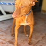 Podenco Gallito, 01/2023, ca. 45 cm