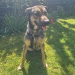 Mischling Grettel, 08/2022, ca. 60 cm, 59558 Lippstadt