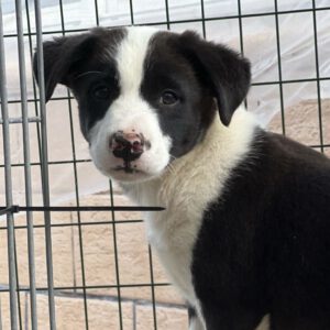 Border Collie Mischling Guay, 01/2025, Endgröße ca. 54 cm