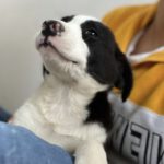 Border Collie Mischling Guay, 01/2025, Endgröße ca. 54 cm