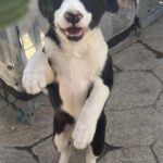 Border Collie Mischling Guay, 01/2025, Endgröße ca. 54 cm