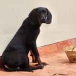 Mischling Guillermo, 08/2020, ca. 57 cm