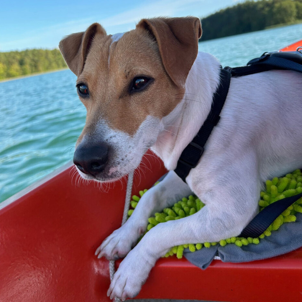 Bolo – Vom Pflegehund zum Familienmitglied