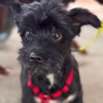 Terrier Mischling Herbie, 05/2017, ca. 35 cm
