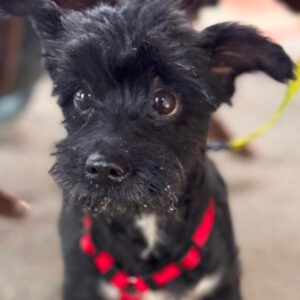 Terrier Mischling Herbie, 05/2017, ca. 35 cm