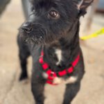 Terrier Mischling Herbie, 05/2017, ca. 35 cm