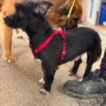 Terrier Mischling Herbie, 05/2017, ca. 35 cm