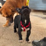 Terrier Mischling Herbie, 05/2017, ca. 35 cm