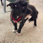Terrier Mischling Herbie, 05/2017, ca. 35 cm