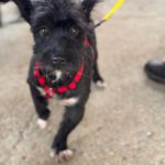 Terrier Mischling Herbie, 05/2017, ca. 35 cm