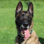 Malinois Hercules, 01/2018, ca. 60 cm, 42477 Radevormwald