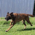 Malinois Hercules, 01/2018, ca. 60 cm, 42477 Radevormwald