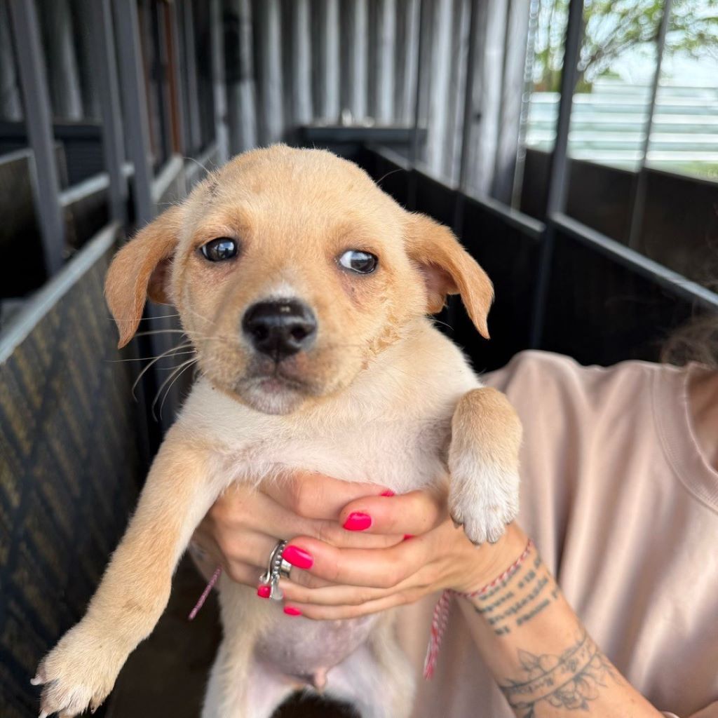 Mischling Ilya, 01/2025, Endgröße ca. 45- 50 cm