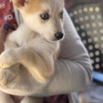 Husky Mischling Isabella, 02/2025, Endgröße ca. 50- 60 cm