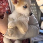 Husky Mischling Isabella, 02/2025, Endgröße ca. 50- 60 cm