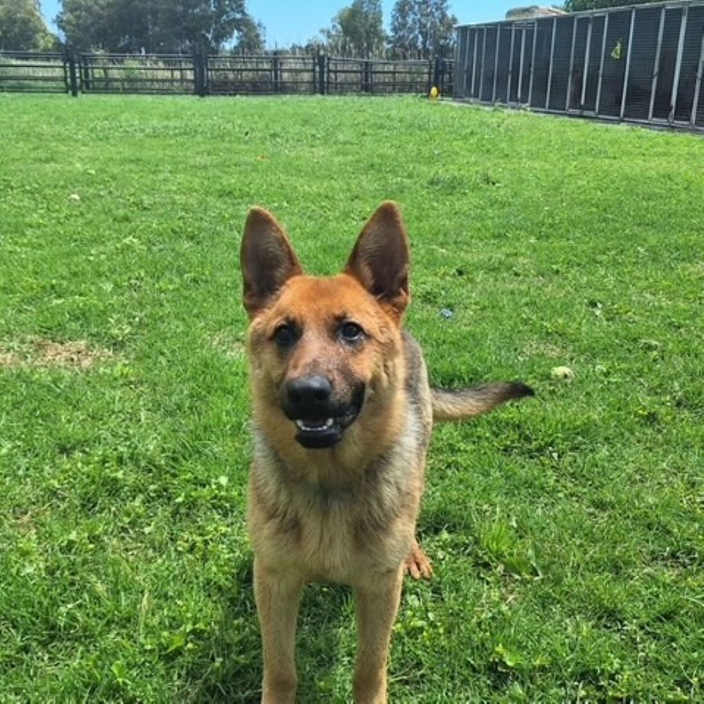 Schäferhund Mischling Isidro, 08/2024, Endgröße ca. 65 cm