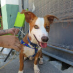 Podenco Jaimito, 05/2023, ca. 40 cm