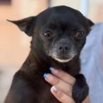 Chihuahua Janine, 05/2016, ca. 24 cm