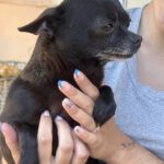 Chihuahua Janine, 05/2016, ca. 24 cm