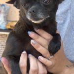 Chihuahua Janine, 05/2016, ca. 24 cm